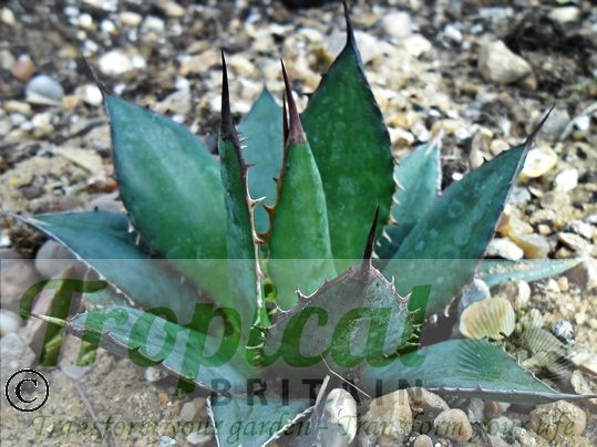 Agave horrida ssp horrida
