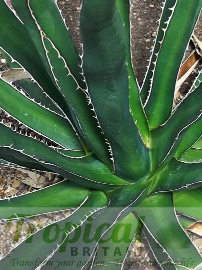Agave lechuguilla