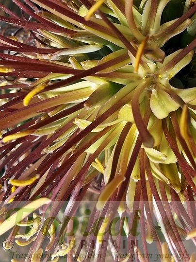 Agave lechuguilla - CU of the rarely seen flower