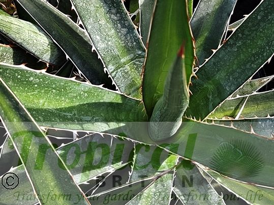 Agave lechuguilla