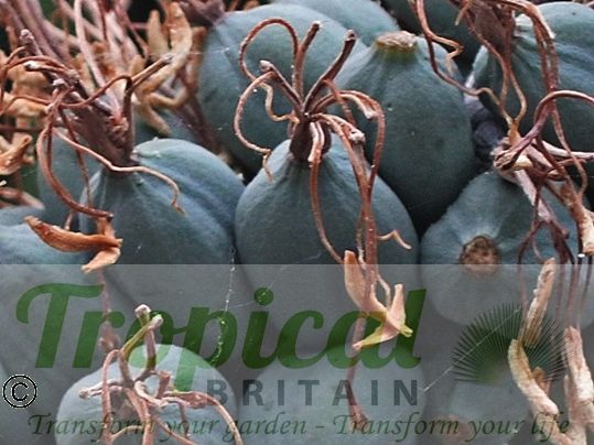 Agave lechuguilla - seed capsules