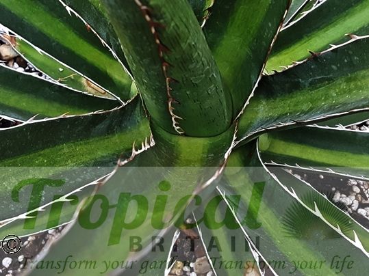 Agave lechuguilla