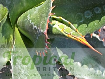 Agave montana