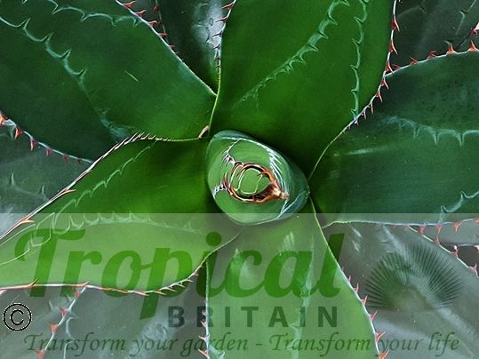Agave montana