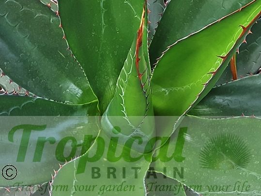 Agave montana