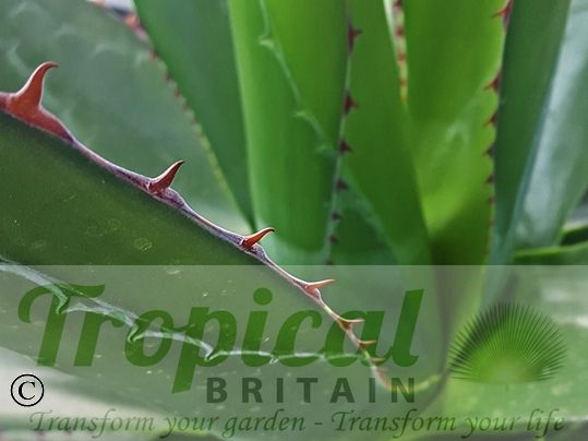 Agave montana