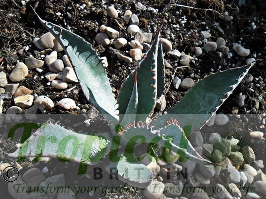 Agave palmeri