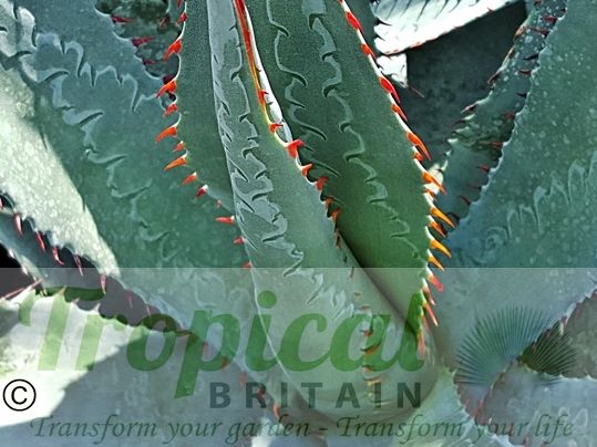Agave palmeri