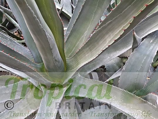 Agave palmeri