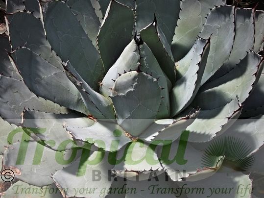 Agave parryi var. parryi