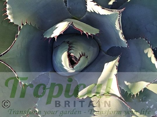 Agave parryi var. parryi