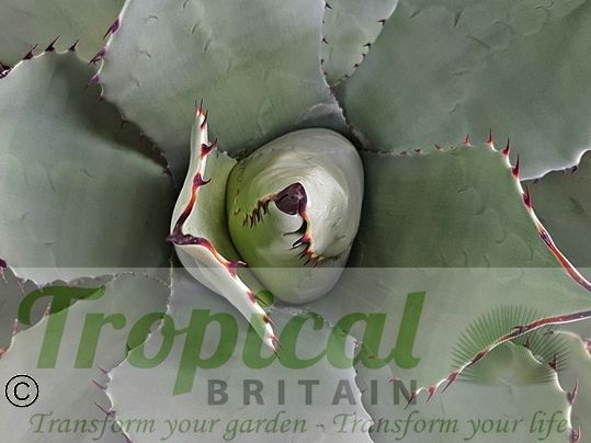 Agave parryi var. parryi