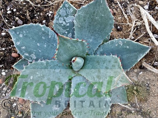 Agave parryi var. huachucensis