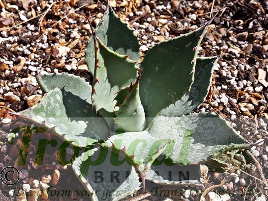 Agave parryi var. huachucensis