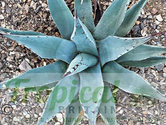 Agave parryi ssp neomexicana