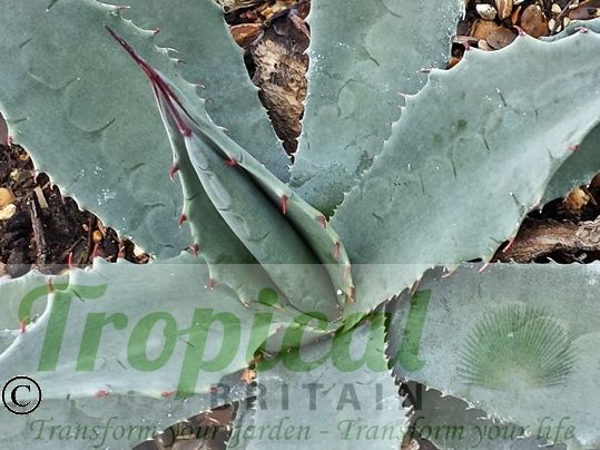 Agave parryi ssp neomexicana