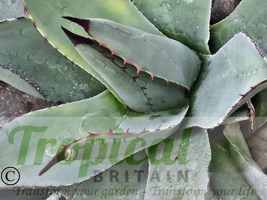Agave parryi ssp neomexicana