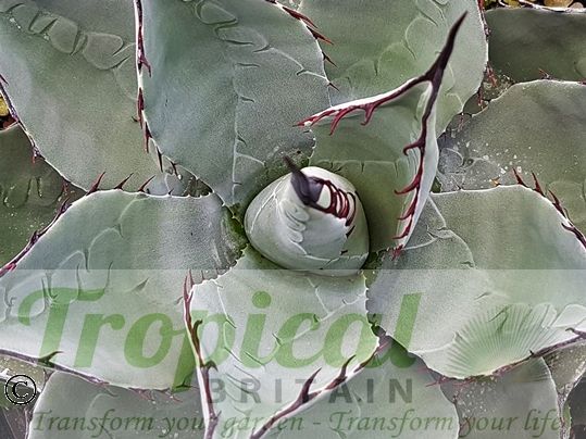 Agave parryi ssp neomexicana