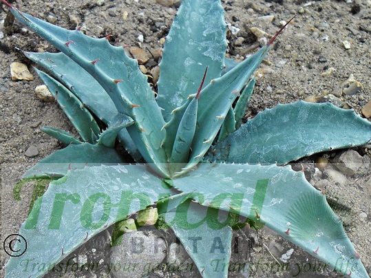 Agave parryi ssp neomexicana