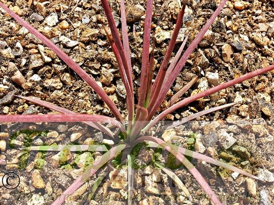 Agave stricta Rubra