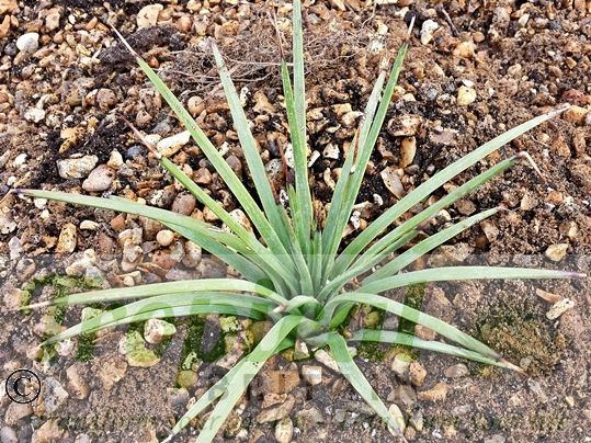 Agave stricta Rubra - in its green state