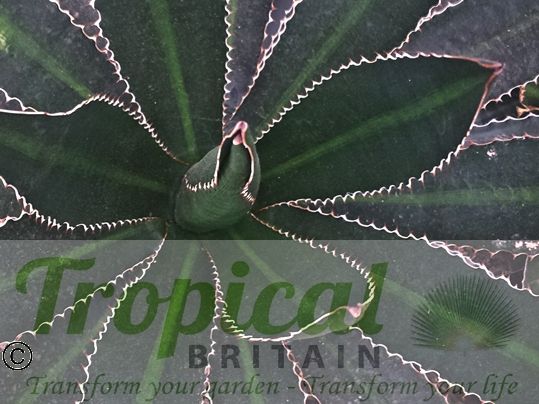 Agave univattata