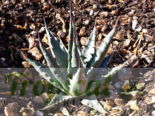 Agave utahensis