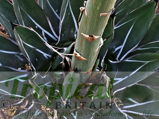 Agave victoriae-reginae - Huasteca Canyon