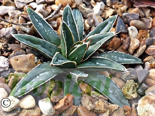 Agave victoriae-reginae - Huasteca Canyon