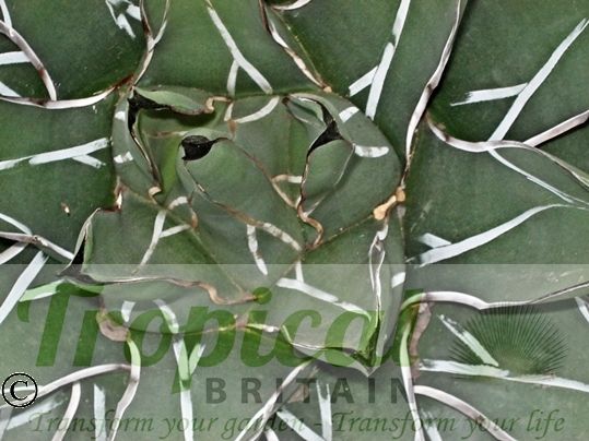 Agave victoriae-reginae - Huasteca Canyon