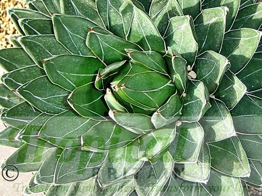 Agave victoriae-reginae - Huasteca Canyon