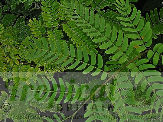 Albizia julibrissin