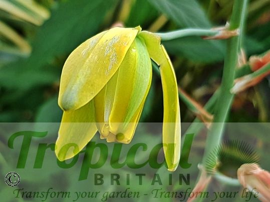 Albuca spiralis