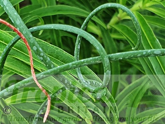 Albuca spiralis