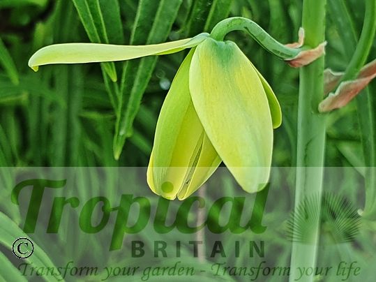 Albuca spiralis