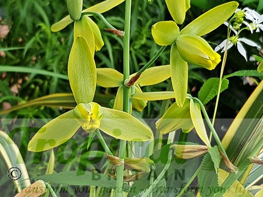 Albuca spiralis