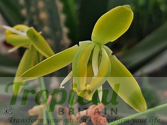 Albuca spiralis