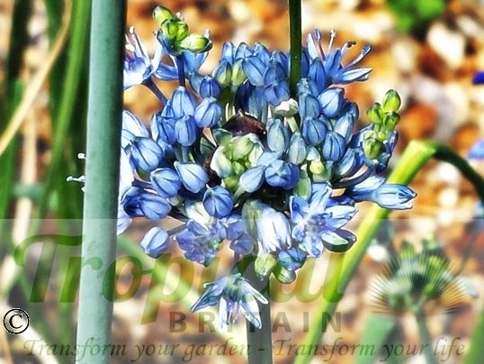 Allium caeruleum
