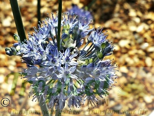 Allium caeruleum