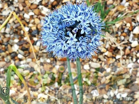 Allium caeruleum