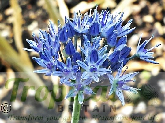 Allium caeruleum