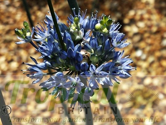 Allium caeruleum