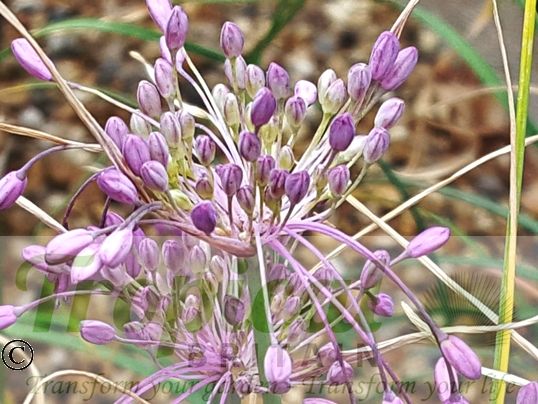 Allium carinatum ssp pulchellum