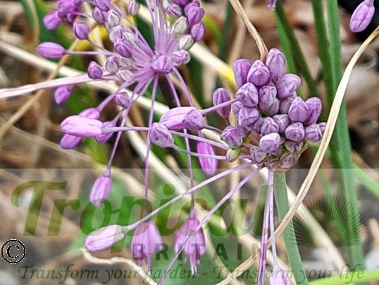 Allium carinatum ssp pulchellum