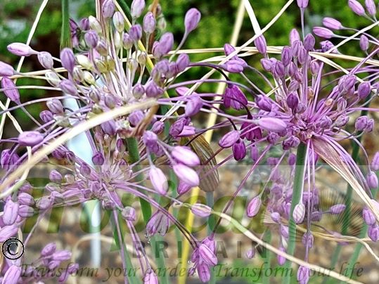 Allium carinatum ssp pulchellum