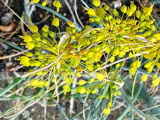 Allium flavum