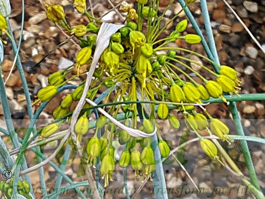 Allium flavum