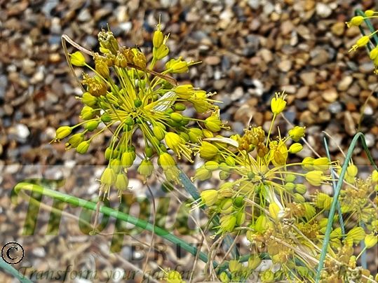 Allium flavum