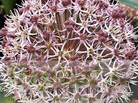 Allium karataviense