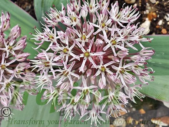 Allium karataviense